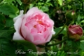 Rosa - Constance Sprye  2